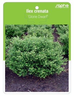 Ilex crenata 'Glorie Dwarf'