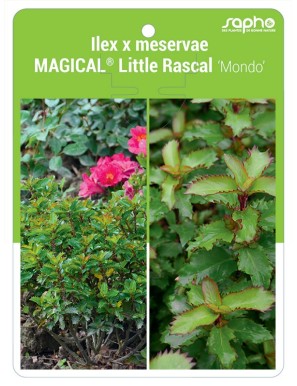 Ilex x meservae MAGICAL® Little Rascal 'Mondo'