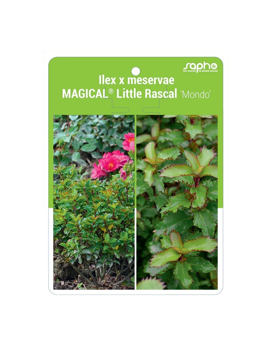 Ilex x meservae MAGICAL® Little Rascal 'Mondo'