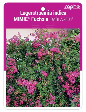 Lagerstroemia indica MIMIE® Fuchsia 'DABLAGE01'