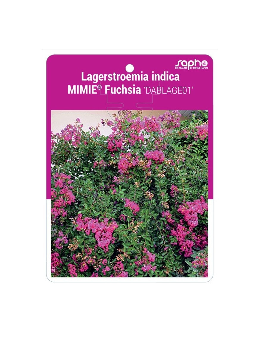 Lagerstroemia indica MIMIE® Fuchsia 'DABLAGE01'