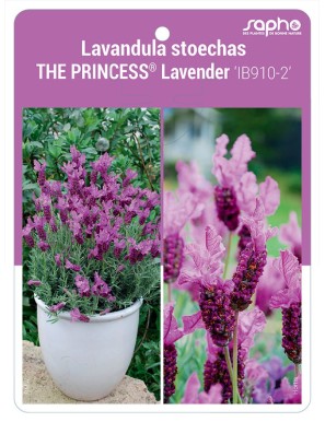 Lavandula stoechas THE PRINCESS® Lavender 'IB910-2'