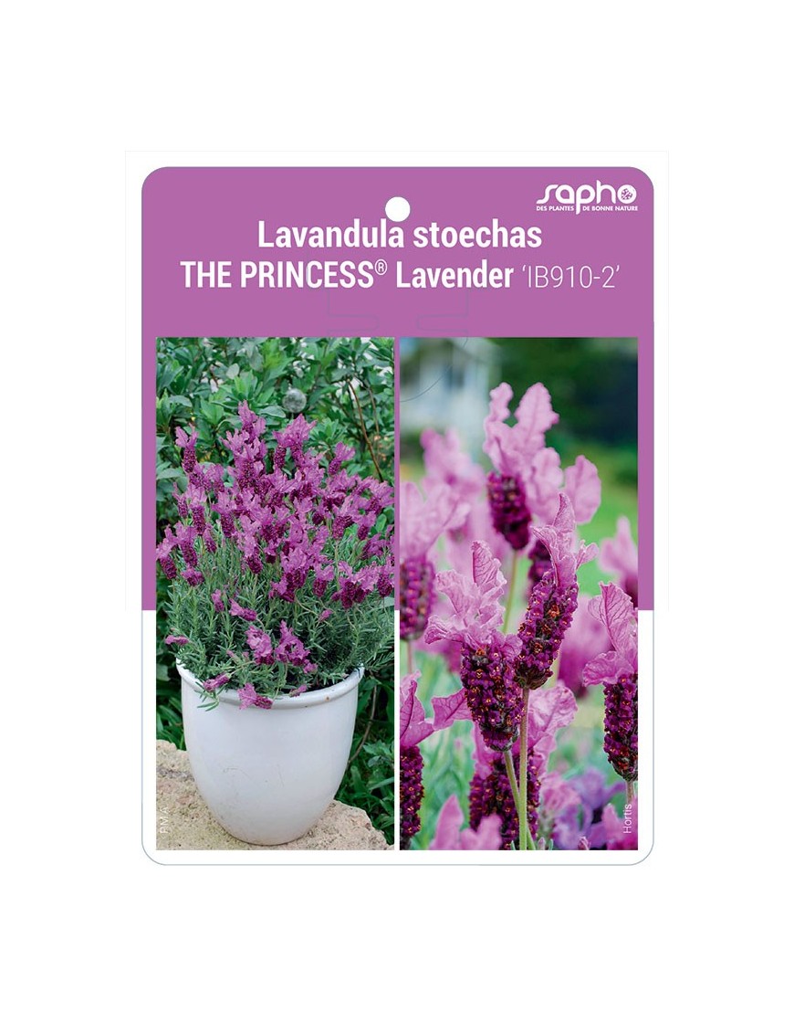 Lavandula stoechas THE PRINCESS® Lavender 'IB910-2'