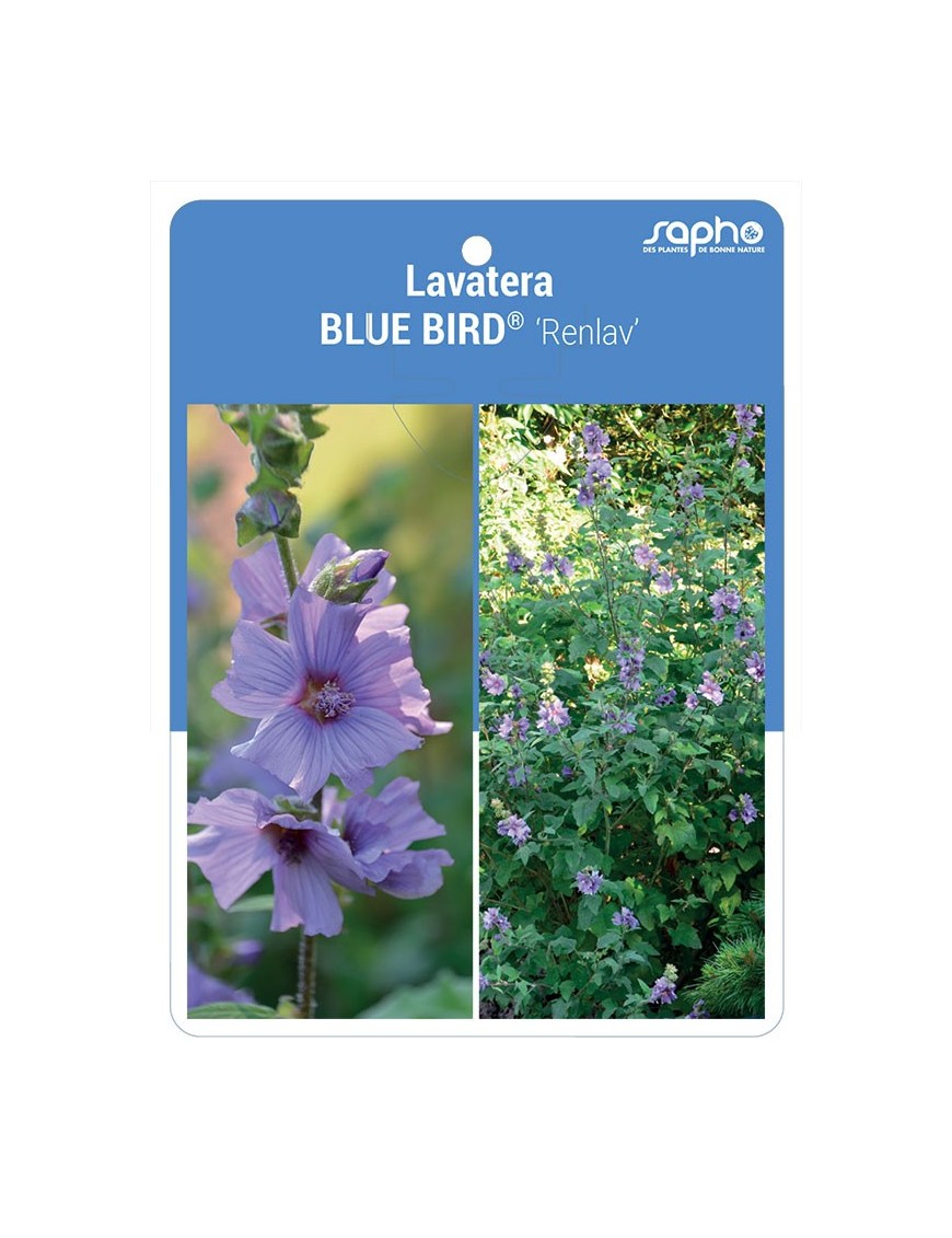 Lavatera BLUE BIRD® ‘Renlav’