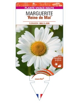 LEUCANTHEMUM vulgare Reine de Mai voir Marguerite