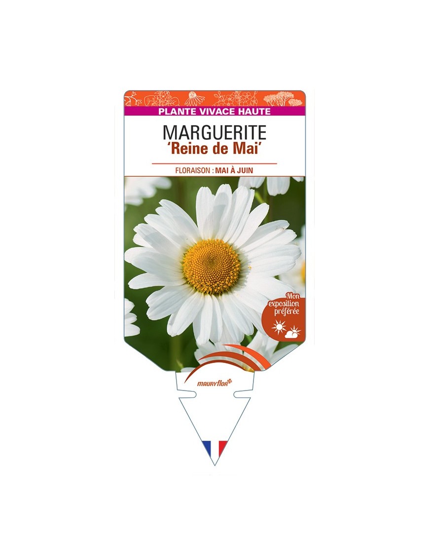 LEUCANTHEMUM vulgare Reine de Mai voir Marguerite