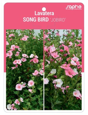 Lavatera SONG BIRD 'JOBIRD'