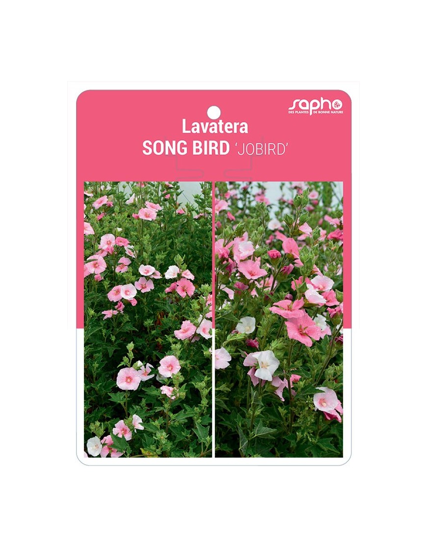 Lavatera SONG BIRD 'JOBIRD'