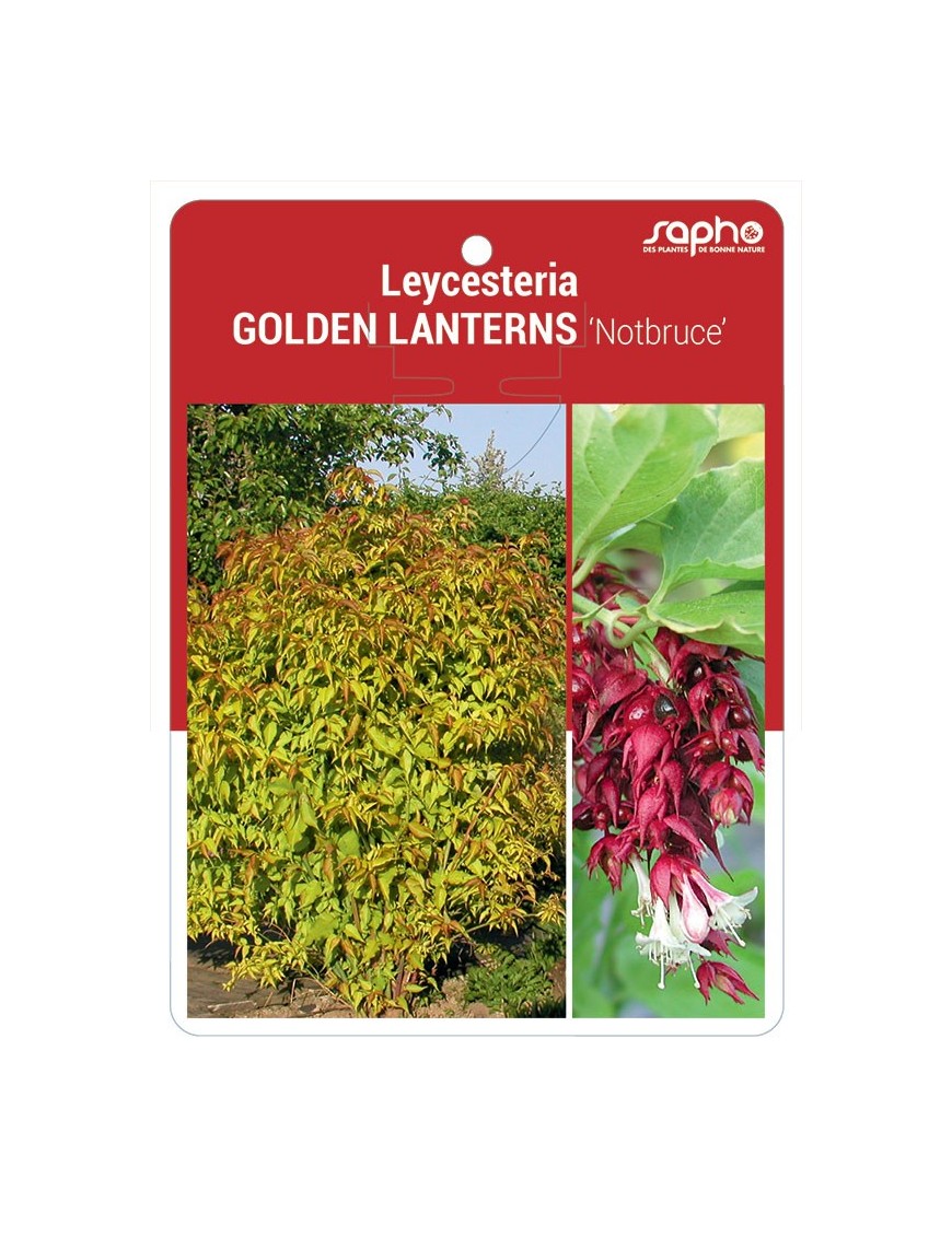 Leycesteria GOLDEN LANTERNS 'Notbruce'