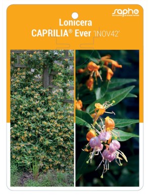 Lonicera CAPRILIA® Ever ‘INOV42’