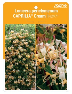 Lonicera periclymenum CAPRILIA® Cream ‘INOV71’