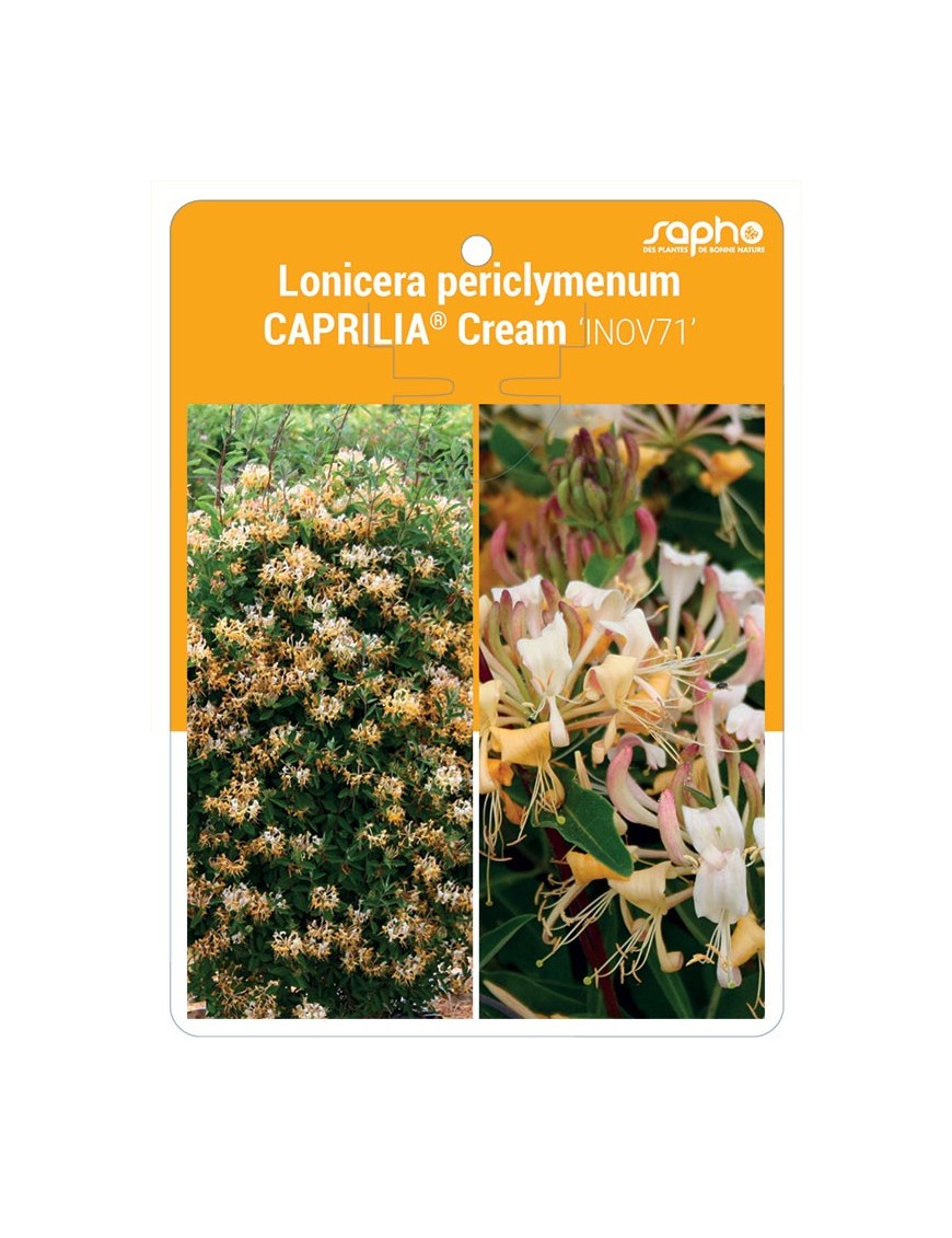 Lonicera periclymenum CAPRILIA® Cream ‘INOV71’