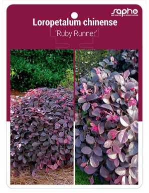 Loropetalum chinense 'Ruby Runner'