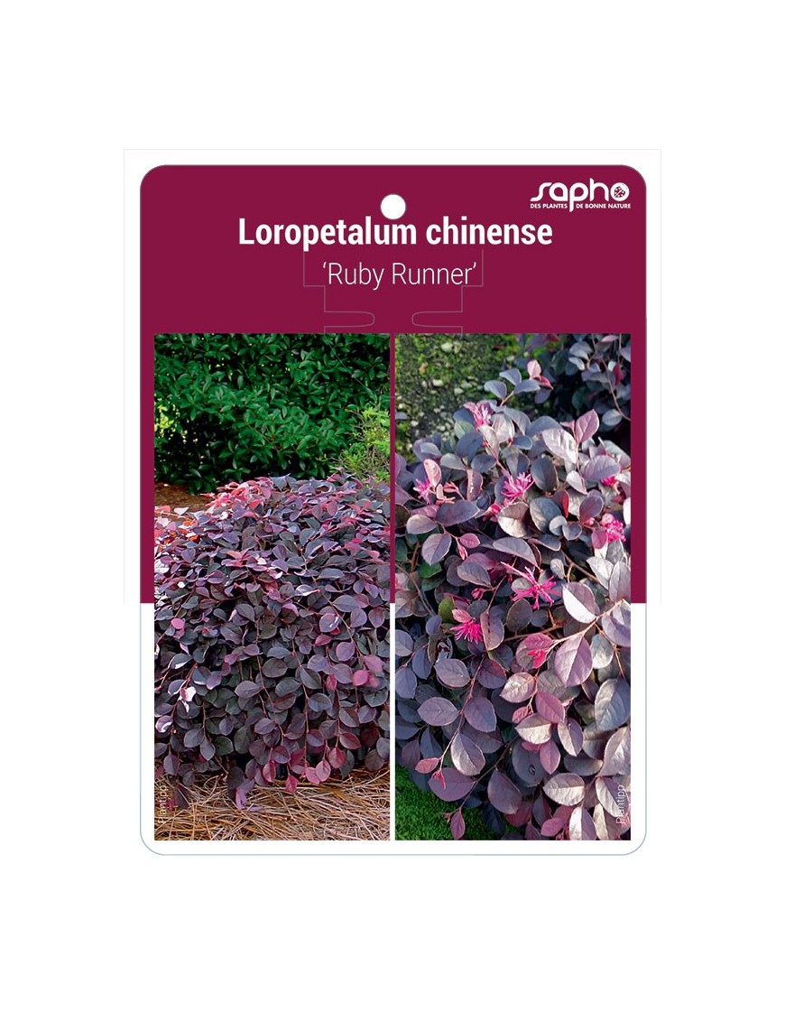 Loropetalum chinense 'Ruby Runner'