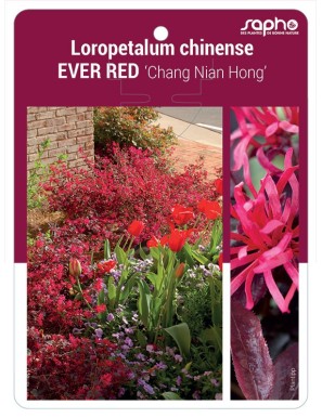 Loropetalum chinense EVER RED ‘Chang Nian Hong’