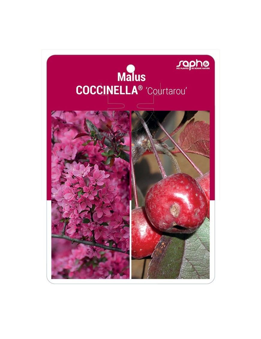 Malus COCCINELLA® ‘Courtarou’