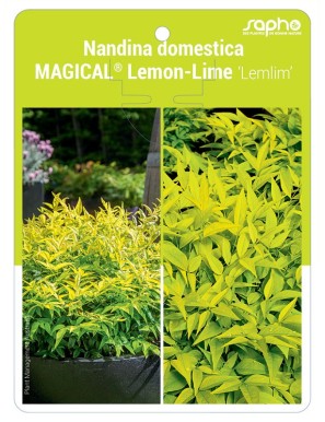 Nandina domestica MAGICAL® Lemon-Lime 'Lemlim'