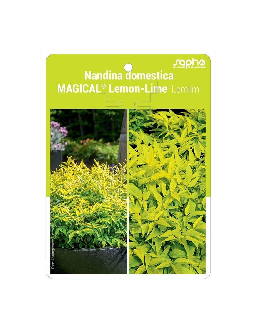 Nandina domestica MAGICAL® Lemon-Lime 'Lemlim'