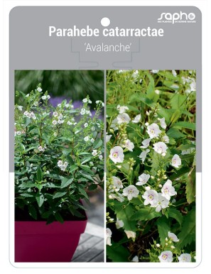 Parahebe catarractae 'Avalanche'