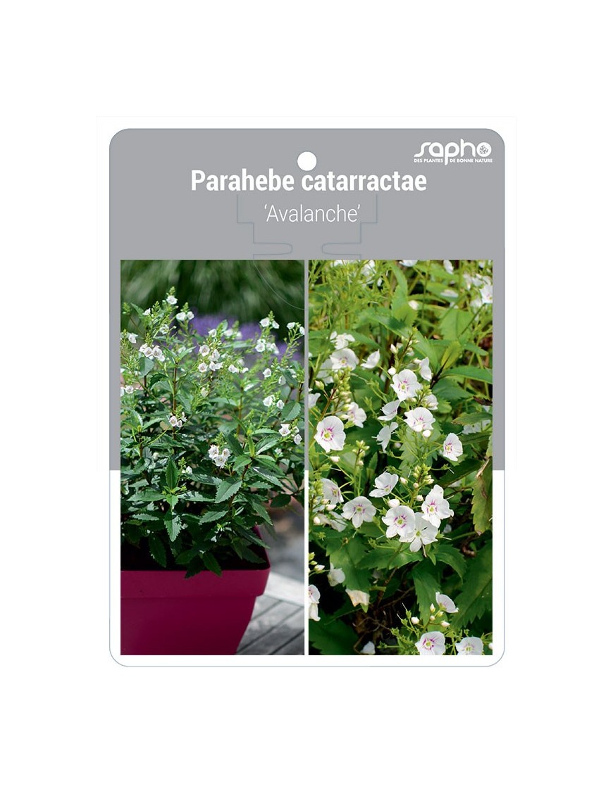 Parahebe catarractae 'Avalanche'