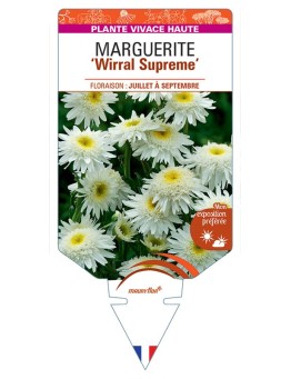 LEUCANTHEMUM WIRRAL SUPREME voir Marguerite