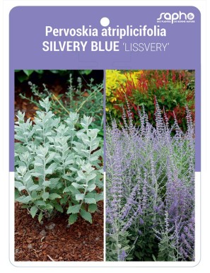 Pervoskia atriplicifolia SILVERY BLUE 'LISSVERY'