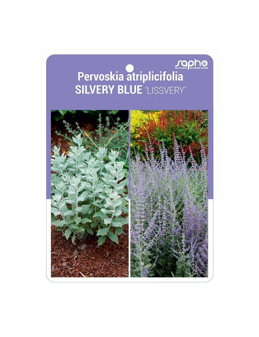 Pervoskia atriplicifolia SILVERY BLUE 'LISSVERY'