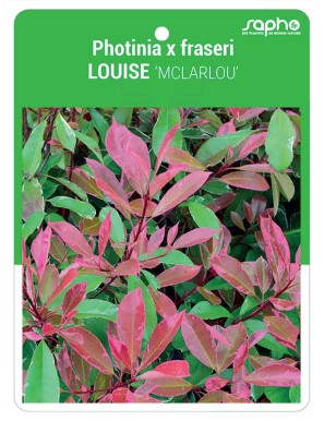 Photinia x fraseri LOUISE ‘MCLARLOU’