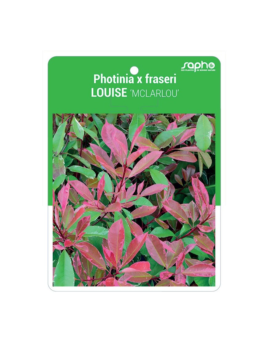 Photinia x fraseri LOUISE ‘MCLARLOU’