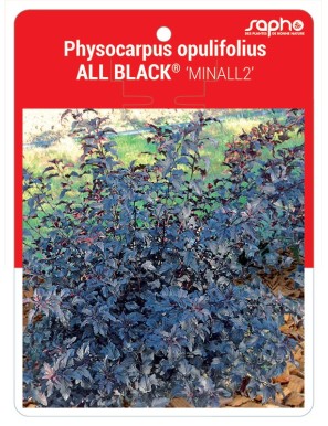 Physocarpus opulifolius ALL BLACK® ‘MINALL2’
