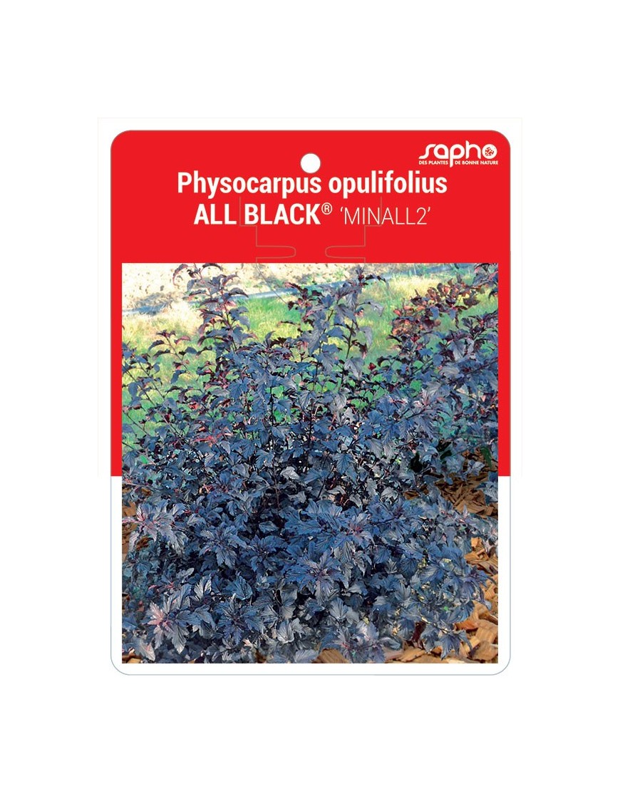 Physocarpus opulifolius ALL BLACK® ‘MINALL2’