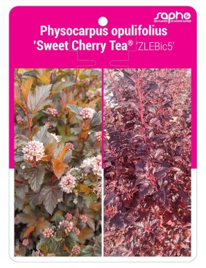 Physocarpus opulifolius ’Sweet Cherry Tea® ‘ZLEBic5’