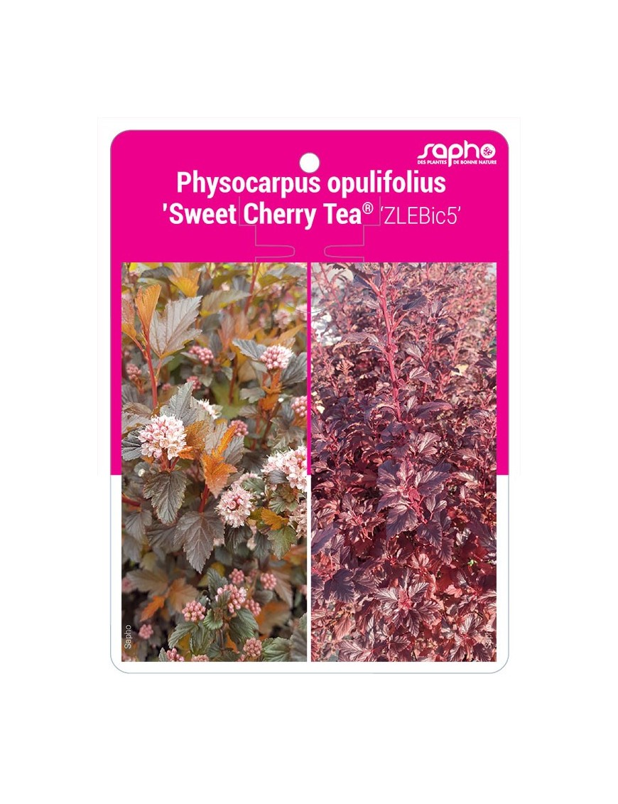 Physocarpus opulifolius ’Sweet Cherry Tea® ‘ZLEBic5’