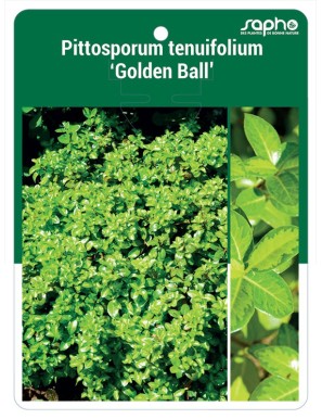 Pittosporum tenuifolium 'Golden Ball'