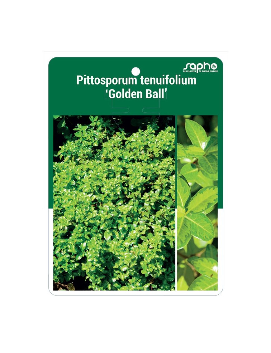 Pittosporum tenuifolium 'Golden Ball'