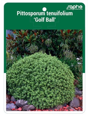 Pittosporum tenuifolium 'Golf Ball'