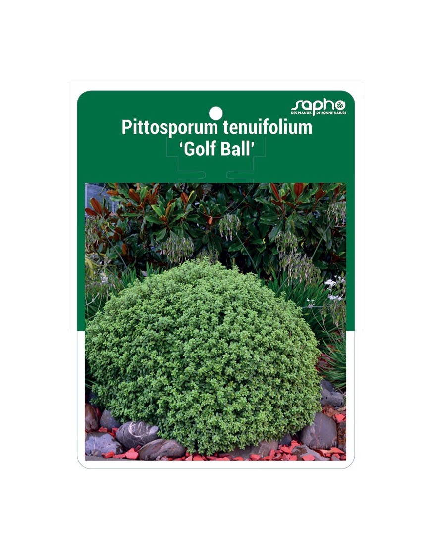 Pittosporum tenuifolium 'Golf Ball'