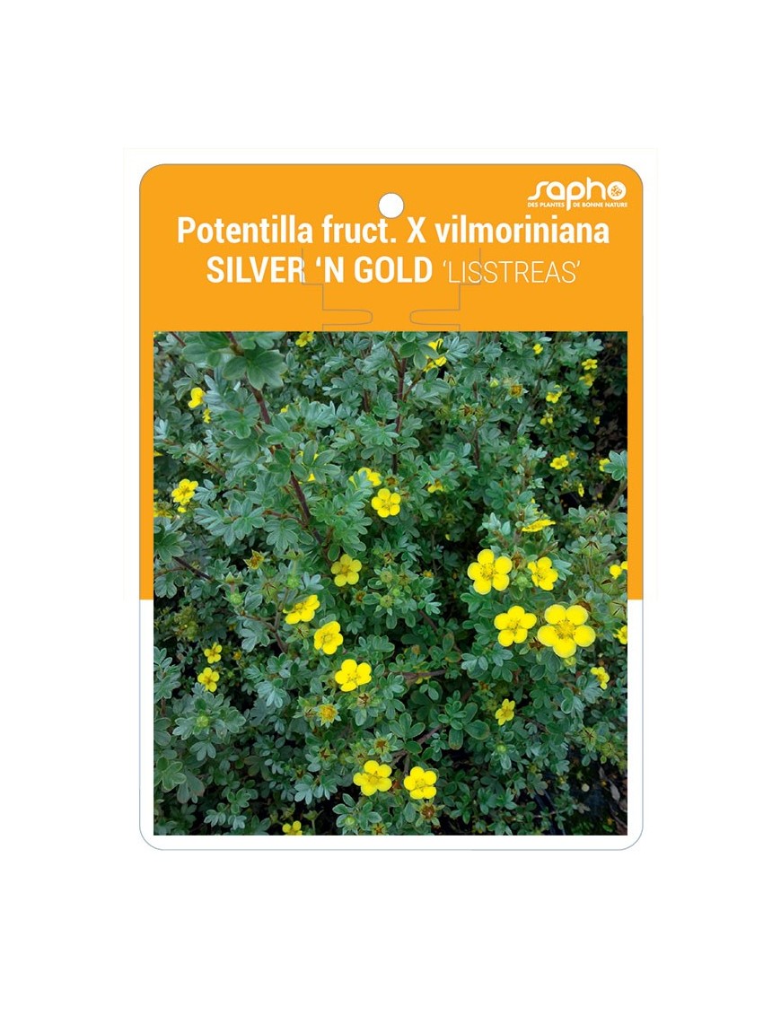 Potentilla fruct. X vilmoriniana SILVER 'N GOLD 'LISSTREAS'