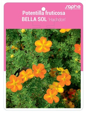 Potentilla fruticosa BELLA SOL 'Hachdon'