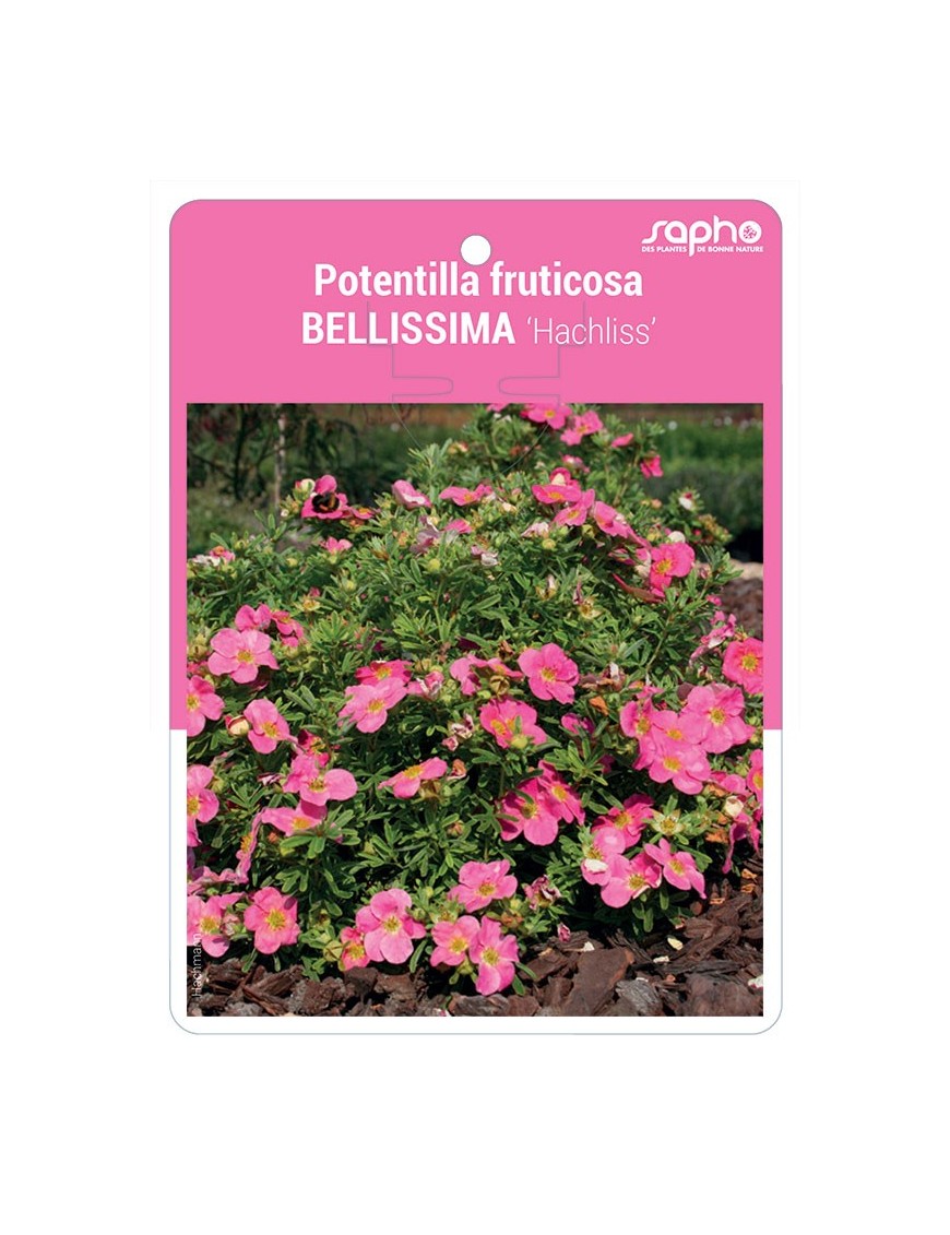 Potentilla fruticosa BELLISSIMA ‘Hachliss’