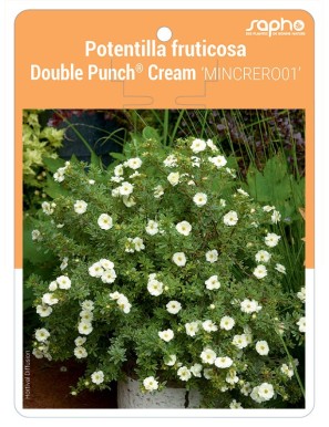 Potentilla fruticosa Double Punch® Cream 'MINCRERO01'