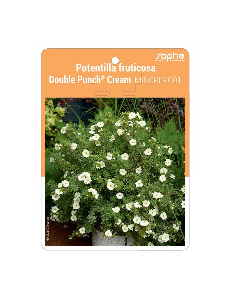 Potentilla fruticosa Double Punch® Cream 'MINCRERO01'