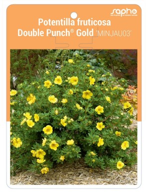 Potentilla fruticosa Double Punch® Gold 'MINJAU03'