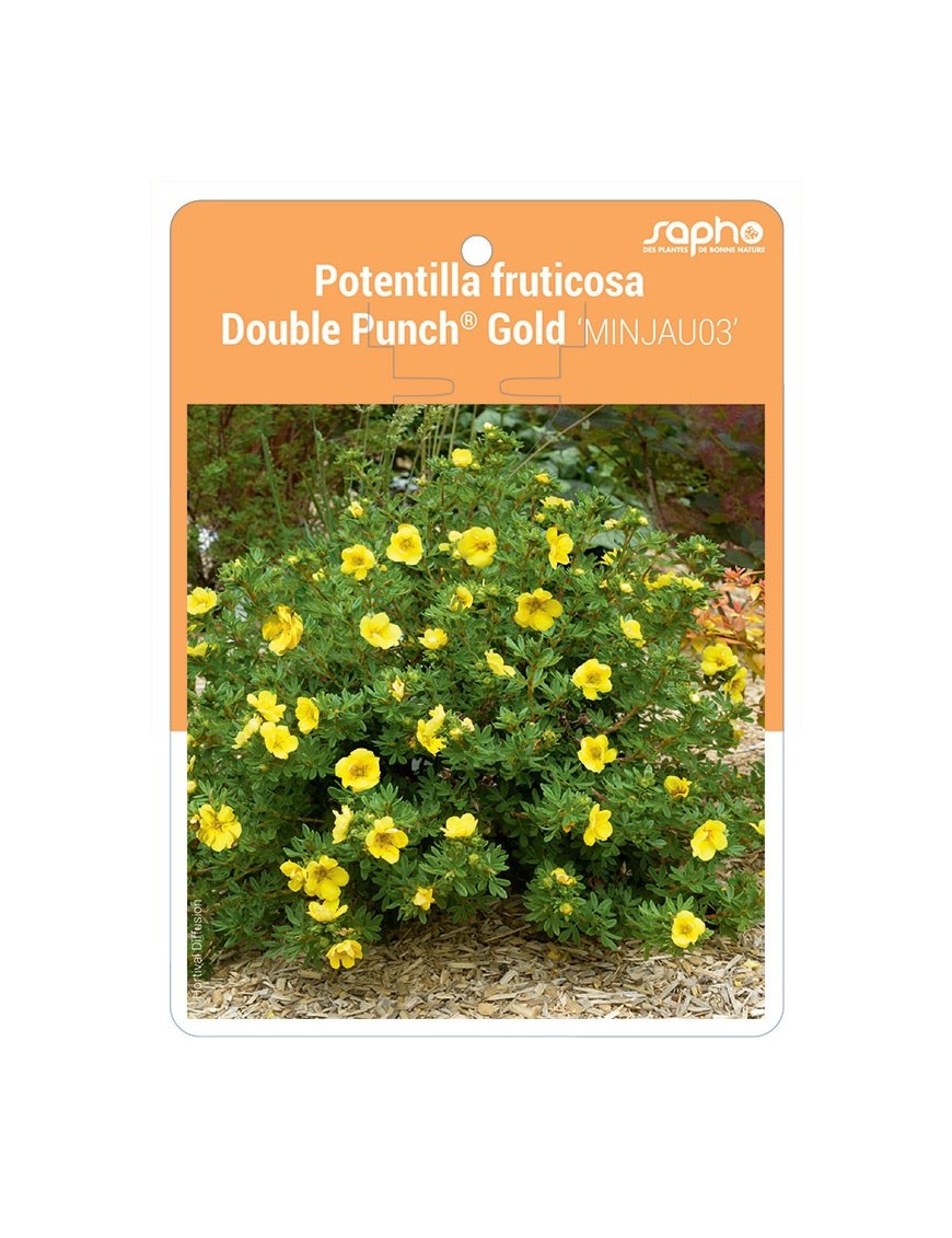 Potentilla fruticosa Double Punch® Gold 'MINJAU03'