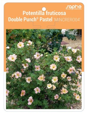Potentilla fruticosa Double Punch® Pastel 'MINCRERO04'