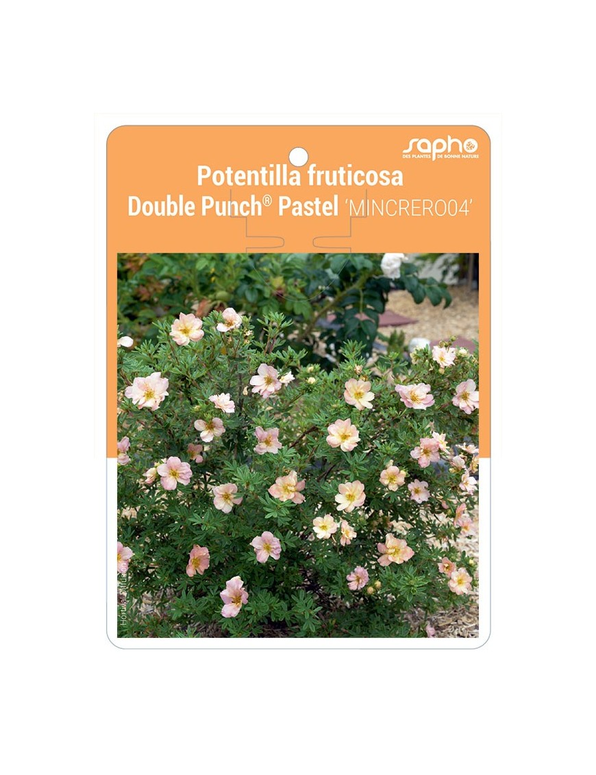 Potentilla fruticosa Double Punch® Pastel 'MINCRERO04'