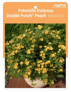 Potentilla fruticosa Double Punch® Peach 'MINARO01'