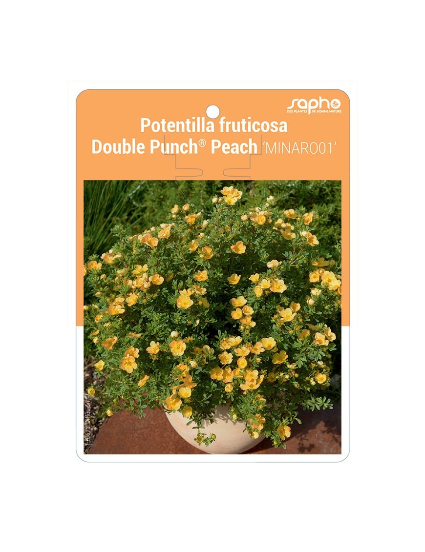 Potentilla fruticosa Double Punch® Peach 'MINARO01'