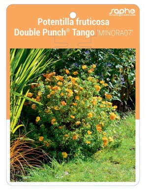 Potentilla fruticosa Double Punch® Tango 'MINORA07'
