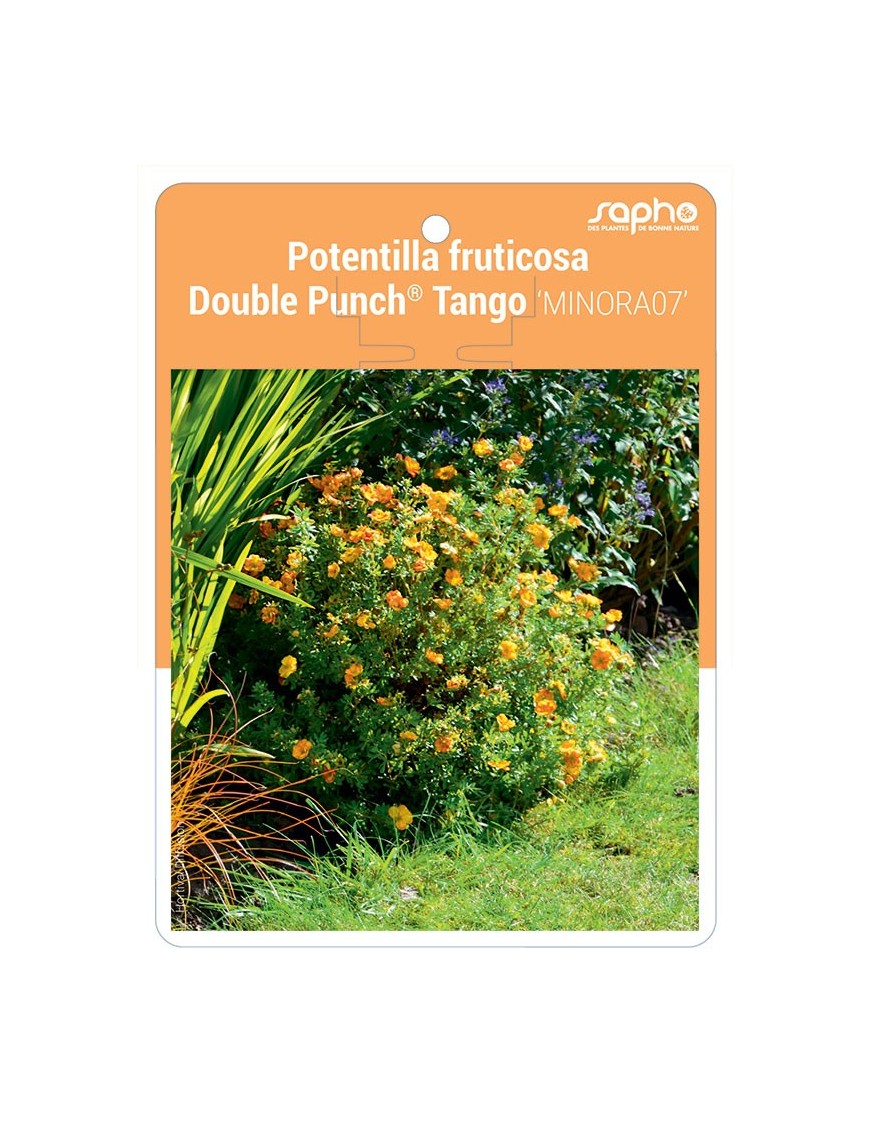 Potentilla fruticosa Double Punch® Tango 'MINORA07'